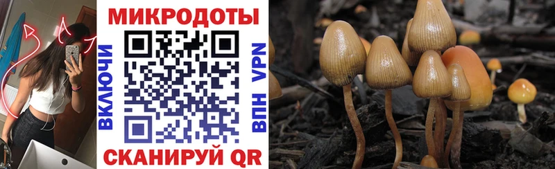 Купить  Духовщина  Галлюциногенные грибы Cubensis 